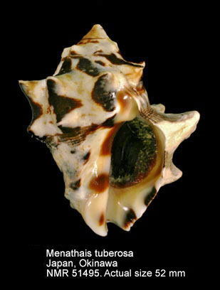 Menathais tuberosa.jpg - Menathais tuberosa(Röding,1798)